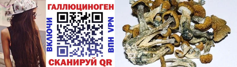 Галлюциногенные грибы прущие грибы  Купить где  Суворов 